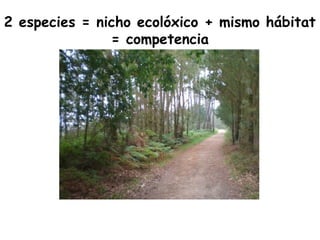 2 especies = nicho ecolóxico + mismo hábitat
= competencia
 