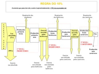 REGRA DO 10%
A enerxía que pasa dun elo a outro é aproximadamente o 10% da acumulada nel.
Producción
primaria
neta
Producción
primaria
bruta
Producción
bruta
herbívoros
1º NIVEL:
PRODUTORES
Luz
absorbida
(2%)
Enerxía
non absorbida
(98%)
E
N
E
R
X
Í
A
S
O
L
A
R
Respiración dos
produtores
Enerxía
non utilizada
polos herbívoros
Enerxía
inxerida
polos
herbívoros
Enerxía
non asimilada
polos
herbívoros
Respiración
dos herbívoros
Producción
neta
herbívoros
Enerxía
non utilizada
polos carnívoros
Enerxía
non asimilada
polos carnívoros
Enerxía
inxerida
polos
carnívoros
Producción
bruta
carnívoros Pnc
Producción
neta
carnívoros
Respiración
dos carnívoros
2º NIVEL:
HERBÍVOROS
3º NIVEL:
CARNÍVOROS
 