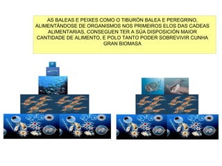 AS BALEAS E PEIXES COMO O TIBURÓN BALEA E PEREGRINO,
ALIMENTÁNDOSE DE ORGANISMOS NOS PRIMEIROS ELOS DAS CADEAS
ALIMENTARIAS, CONSEGUEN TER A SÚA DISPOSICIÓN MAIOR
CANTIDADE DE ALIMENTO, E POLO TANTO PODER SOBREVIVIR CUNHA
GRAN BIOMASA
 