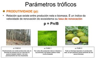 Parámetros tróficos
PRODUTIVIDADE (p):
• Relación que existe entre produción neta e biomasa. É un índice da
velocidade de renovación do ecosistema ou tasa de renovación
p = Pn/B
p = Pn/B =0
Practicamente non existe producción neta. A
biomasa do bosque era xa a que tiña xa
quenun bosque maduro nun ano
practicamente non hai crecemento
p = Pn/B< 1
Ten unha alta produción neta en relación a
sua biomasa. As herbas medran moito
nunha tempada
p = Pn/B =1
Toda su biomasa equivale a la producción
neta, xa que partimos dunha semente de moi
pouca biomasa
 