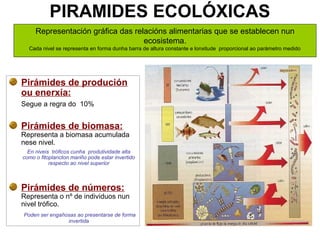 PIRAMIDES ECOLÓXICAS
Pirámides de produción
ou enerxía:
Segue a regra do 10%
Pirámides de biomasa:
Representa a biomasa acumulada
nese nivel.
• En niveis tróficos cunha produtividade alta
como o fitoplancton mariño pode estar invertido
respecto ao nivel superior
Pirámides de números:
Representa o nº de individuos nun
nivel trófico.
• Poden ser engañosas ao presentarse de forma
invertida
• ej
Representación gráfica das relacións alimentarias que se establecen nun
ecosistema.
Cada nivel se representa en forma dunha barra de altura constante e lonxitude proporcional ao parámetro medido
 
