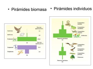 • Pirámides biomasa • Pirámides individuos
 
