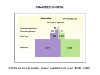 PIRÁMIDES ENERXÍA
Pirámide do fluxo de enerxía para un ecosistema do río en Florida, EEUU
 
