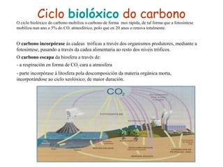 Ciclo biolóxico do carbono
• O ciclo biolóxico do carbono mobiliza o carbono de forma moi rápida, de tal forma que a fotosíntese
mobiliza nun ano o 5% do CO2 atmosférico, polo que en 20 anos o renova totalmente.
• O carbono incorpórase ás cadeas tróficas a través dos organismos produtores, mediante a
fotosíntese, pasando a través da cadea alimentaria ao resto dos niveis tróficos.
• O carbono escapa da biosfera a través de:
- - a respiración en forma de CO2 cara a atmosfera
- - parte incorpórase á litosfera pola descomposición da materia orgánica morta,
incorporándose ao ciclo xeolóxico, de maior duración.
•
 