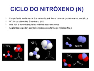 CICLO DO NITRÓXENO (N)
• Compoñente fundamental dos seres vivos forma parte de proteínas e ac. nucleicos
• O 78% da atmosfera é nitróxeno (N2)
• O N2 non é inaccesible para a maioría dos seres vivos
• As plantas so poden asimilar o nitróxeno en forma de nitratos (NO-
3)
 