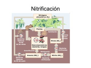Nitrificación
 
