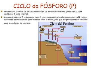 CICLO do FÓSFORO (P)
O reservorio principal de fósforo o constitúen os fosfatos da litosfera (pertencen o ciclo
xeolóxico  lento retorno).
As necesidades de P polos seres vivos é menor que outros bioelementos como o N, pero a
cantidade de P dispoñible para os seres vivos é menor, polo que é o principal factor limítante
para a produción de biomasa.
 
