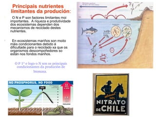 Principais nutrientes
limitantes da produción:

O N e P son factores limitantes moi
importantes. A riqueza e produtividade
dos ecosistemas dependen dos
mecanismos de reciclado destes
nutrientes.

En ecosistemas mariños son moito
máis condicionantes debido á
dificultade para o reciclado xa que os
organismos descompoñedores so
están nos fondos mariños.
• O P 1º e logo o N son os principais 
condicionantes da produción de 
biomasa.
 