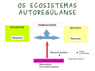 OS ECOSISTEMAS
AUTOREGÚLANSE
POBOACIÓNS
BIOTOPO
Recursos
BIOCENOSE
Relacións
ACTIVIDADES HUMANAS
Alteración equilibrio
•Monocultivos
•Cría masiva especies
Pragas
Enfermidades
Praguicidas sintéticos
 