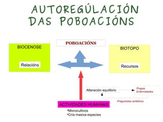 AUTOREGÚLACIÓN
DAS POBOACIÓNS
POBOACIÓNS
BIOTOPO
Recursos
BIOCENOSE
Relacións
ACTIVIDADES HUMANAS
Alteración equilibrio
•Monocultivos
•Cría masiva especies
Pragas
Enfermidades
Praguicidas sintéticos
 