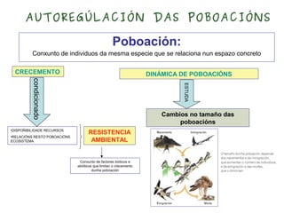 Poboación:
Conxunto de individuos da mesma especie que se relaciona nun espazo concreto
condicionado
CRECEMENTO
•DISPOÑIBILIDADE RECURSOS
•RELACIÓNS RESTO POBOACIÓNS
ECOSISTEMA
RESISTENCIA
AMBIENTAL
Conxunto de factores bióticos e
abióticos que limitan o crecemento
dunha poboación
DINÁMICA DE POBOACIÓNS
ESTUDA
Cambios no tamaño das
poboacións
AUTOREGÚLACIÓN DAS POBOACIÓNS
 