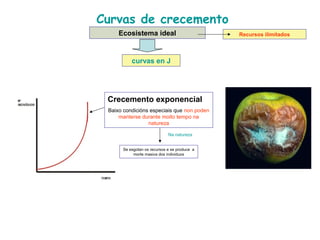 Curvas de crecemento
curvas en J
Se esgotan os recursos e se produce a
morte masiva dos individuos
Ecosistema ideal
Crecemento exponencial
Baixo condicións especiais que non poden
manterse durante moito tempo na
natureza
Recursos ilimitados
Na natureza
 