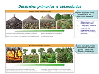 Sucesións primarias e secundarias
• Máis lentas porque 1º
debe formarse o solo
• 1ª especies  pioneiras
ou colonizadoras
• Sustituídas por
especialistas (explotan
nichos non accesibles ás
anteriores)
Lugares non colonizados
anteriormente por
seres vivos e sen solo
Existía outra comunidade
anteriormente eliminada
parcial o totalmente
por unha perturbación
 