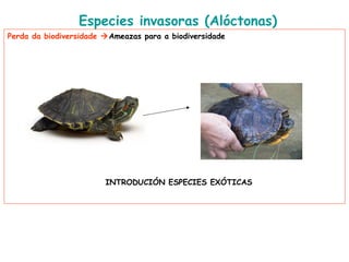 Especies invasoras (Alóctonas)
Perda da biodiversidade Ameazas para a biodiversidade
INTRODUCIÓN ESPECIES EXÓTICAS
 