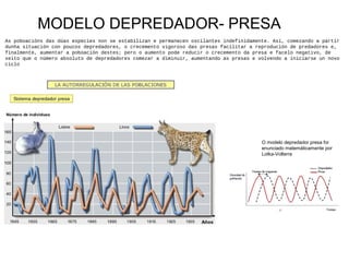 MODELO DEPREDADOR- PRESA
As poboacións das dúas especies non se estabilizan e permanecen oscilantes indefinidamente. Así, comezando a partir
dunha situación con poucos depredadores, o crecemento vigoroso das presas facilitar a reprodución de predadores e,
finalmente, aumentar a poboación destes; pero o aumento pode reducir o crecemento da presa e facelo negativo, de
xeito que o número absoluto de depredadores comezar a diminuír, aumentando as presas e volvendo a iniciarse un novo
ciclo
O modelo depredador presa foi
enunciado matemáticamente por
Lotka-Volterra
 