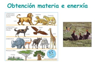 Obtención materia e enerxía
 