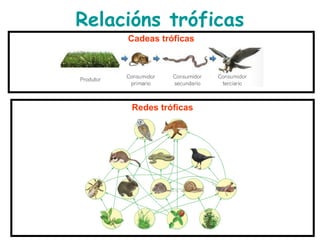 Relacións tróficas
Redes tróficas
Cadeas tróficas
 