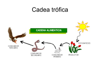 Cadea trófica
 