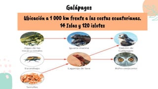 Ubicación a 1 000 km frente a las costas ecuatorianas.
14 Islas y 120 islotes
Galápagos
 