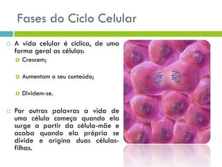 Fases do Ciclo Celular
 A vida celular é cíclica, de uma
forma geral as células:
 Crescem;
 Aumentam o seu conteúdo;
 Dividem-se.
 Por outras palavras a vida de
uma célula começa quando ela
surge a partir da célula-mãe e
acaba quando ela própria se
divide e origina duas células-
filhas.
 