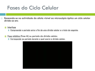Fases do Ciclo Celular
 Baseando-se na actividade da célula visível ao microscópio óptico um ciclo celular
divide-se em:
 Interfase
 Compreende o período entre o fim de uma divisão celular e o início da seguinte.
 Fase mitótica (Fase M) ou período da divisão celular.
 Corresponde ao período durante o qual ocorre a divisão celular.
 