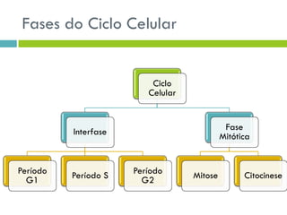 Fases do Ciclo Celular
Ciclo
Celular
Interfase
Período
G1 Período S Período
G2
Fase
Mitótica
Mitose Citocinese
 