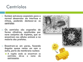 Centríolos
 Existem estruturas essenciais para o
normal desenrolar da interfase e
mitose, podendo destacar-se os
centríolos.
 Os centríolos são organelos de
forma cilíndrica, constituídos por
nove conjuntos de tripletos, que se
encontram nas células animais e na
maioria dos protistas.
 Encontram-se em pares, fazendo
ângulos quase rectos um com o
outro, perto da membrana nuclear.
 A região onde se encontram os
centríolos dá-se o nome de
centrossoma.
 