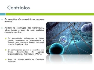 Centríolos
 Os centríolos são essenciais no processo
mitótico.
 Ajudam na construção dos microtúbulos,
tubos longos e ocos de uma proteína
chamada tubulina.
 Os microtúbulos influenciam a forma
celular, movimenta os cromossomas e
formam uma estrutura interna funcional
para os flagelos e cílios.
 Os centrossomas podem-se encontrar em
áreas denominadas de Centros
Organizadores de Microtúbulos (MTOC).
 Antes da divisão celular os Centríolos
duplicam.
 