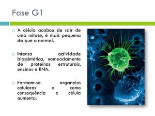 Fase G1
 A célula acabou de sair de
uma mitose, é mais pequena
do que o normal.
 Intensa actividade
biossintética, nomeadamente
de proteínas estruturais,
enzinas e RNA.
 Formam-se organelos
celulares e como
consequência a célula
aumenta.
 