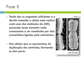 Fase S
 Tendo dos os organelos suficientes e o
devido tamanho a célula auto-replica
cada uma das moléculas de ADN,
passando nesse momento cada
cromossoma a ser constituído por dois
cromatídeos ligados pelo centrómero.
 Nas células que os apresentam, há
duplicação dos centríolos, formando-
se dois pares.
 