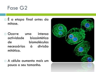 Fase G2
 É a etapa final antes da
mitose.
 Ocorre uma intensa
actividade biossintética
de biomoléculas
necessárias à divisão
mitótica.
 A célula aumenta mais um
pouco o seu tamanho.
 