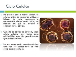Ciclo Celular
 De acordo com a teoria celular, as
células, além de serem as unidades
básicas de vida, asseguram a
continuidade dessa mesma vida, na
medida em que se dividem e
originam novas células.
 Quando as células se dividem, cada
célula origina, em regra, duas
células-filhas que são geneticamente
iguais à célula-mãe.
 Por sua vezes, cada uma das células-
filha vão ser células-mães de uma
outra geração celular.
 