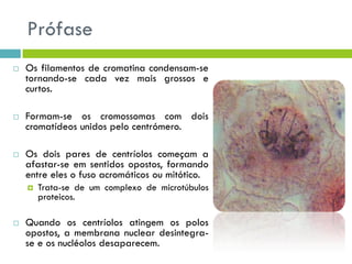 Prófase
 Os filamentos de cromatina condensam-se
tornando-se cada vez mais grossos e
curtos.
 Formam-se os cromossomas com dois
cromatídeos unidos pelo centrómero.
 Os dois pares de centríolos começam a
afastar-se em sentidos opostos, formando
entre eles o fuso acromáticos ou mitótico.
 Trata-se de um complexo de microtúbulos
proteicos.
 Quando os centríolos atingem os polos
opostos, a membrana nuclear desintegra-
se e os nucléolos desaparecem.
 