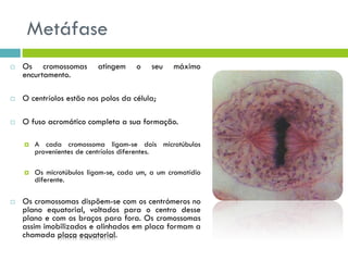 Metáfase
 Os cromossomas atingem o seu máximo
encurtamento.
 O centríolos estão nos polos da célula;
 O fuso acromático completa a sua formação.
 A cada cromossoma ligam-se dois microtúbulos
provenientes de centríolos diferentes.
 Os microtúbulos ligam-se, cada um, a um cromatídio
diferente.
 Os cromossomas dispõem-se com os centrómeros no
plano equatorial, voltados para o centro desse
plano e com os braços para fora. Os cromossomas
assim imobilizados e alinhados em placa formam a
chamada placa equatorial.
 