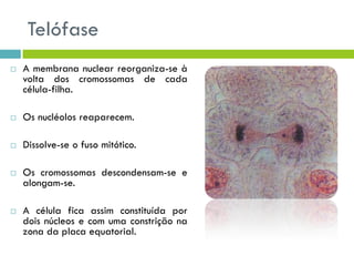 Telófase
 A membrana nuclear reorganiza-se à
volta dos cromossomas de cada
célula-filha.
 Os nucléolos reaparecem.
 Dissolve-se o fuso mitótico.
 Os cromossomas descondensam-se e
alongam-se.
 A célula fica assim constituída por
dois núcleos e com uma constrição na
zona da placa equatorial.
 