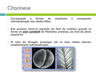 Citocinese
 Corresponde a divisão do citoplasma e consequente
individualização das células-filhas.
 Este processo inicia-se aquando do final da anáfase quando se
forma um anel contráctil de filamentos proteicos, ao nível do plano
equatorial.
 O sulco de clivagem prossegue até as duas células estarem
completamente individualizadas.
 