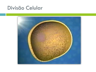 Divisão Celular
 