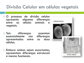 Divisão Celular em células vegetais
 O processo de divisão celular
apresenta algumas diferenças
entre as células animais e
vegetais.
 Tais diferenças assentam
essencialmente nas diferenças
apresentadas entre as duas
células.
 Embora ambas sejam eucariontes,
apresentam diferenças estruturais
e mesmo funcionais.
 