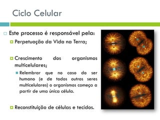 Ciclo Celular
 Este processo é responsável pela:
 Perpetuação da Vida na Terra;
 Crescimento dos organismos
multicelulares;
 Relembrar que no caso do ser
humano (e de todos outros seres
multicelulares) o organismos começa a
partir de uma única célula.
 Reconstituição de células e tecidos.
 