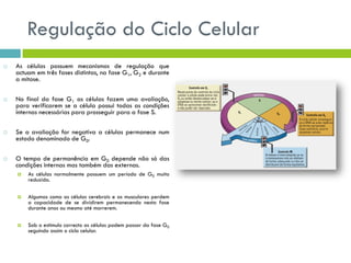 Regulação do Ciclo Celular
 As células possuem mecanismos de regulação que
actuam em três fases distintas, na fase G1, G2 e durante
a mitose.
 No final da fase G1 as células fazem uma avaliação,
para verificarem se a célula possui todas as condições
internas necessárias para prosseguir para a fase S.
 Se a avaliação for negativa a células permanece num
estado denominado de G0.
 O tempo de permanência em G0 depende não só das
condições internas mas também das externas.
 As células normalmente possuem um período de G0 muito
reduzido.
 Algumas como as células cerebrais e as musculares perdem
a capacidade de se dividirem permanecendo nesta fase
durante anos ou mesmo até morrerem.
 Sob o estimulo correcto as células podem passar da fase G0
seguindo assim o ciclo celular.
 