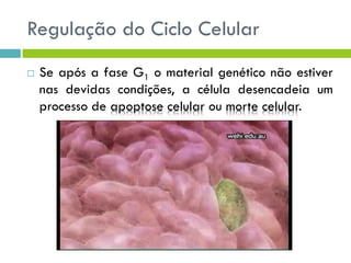 Regulação do Ciclo Celular
 Se após a fase G1 o material genético não estiver
nas devidas condições, a célula desencadeia um
processo de apoptose celular ou morte celular.
 