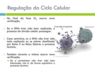 Regulação do Ciclo Celular
 No final da fase G2 ocorre nova
verificação.
 Se o DNA tiver sido bem replicado, o
processo de divisão celular prossegue.
 Caso contrário, se o DNA não tiver sido
todo replicado ou se estiver danificado
por Raios X ou Raios Solares o processo
termina.
 Também durante a mitose ocorre nova
verificação.
 Se a cariocinese não tiver sido bem
efectuada, isto é, de forma equitativa o
processo termina.
 