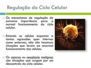 Regulação do Ciclo Celular
 Os mecanismos de regulação de
extrema importância para o
normal funcionamento do ciclo
celular.
 Estando as células expostas a
tantas agressões quer internas
como externas, não são incomuns
situações que levam ao anormal
funcionamento das células.
 Os cancros ou neoplasia malignas
são situações que surgem por um
descontrolo do ciclo celular.
 