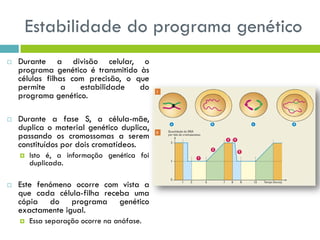 Estabilidade do programa genético
 Durante a divisão celular, o
programa genético é transmitido às
células filhas com precisão, o que
permite a estabilidade do
programa genético.
 Durante a fase S, a célula-mãe,
duplica o material genético duplica,
passando os cromossomas a serem
constituídos por dois cromatídeos.
 Isto é, a informação genética foi
duplicada.
 Este fenómeno ocorre com vista a
que cada célula-filha receba uma
cópia do programa genético
exactamente igual.
 Essa separação ocorre na anáfase.
 