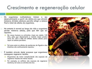 Crescimento e regeneração celular
 Os organismos multicelulares iniciam o seu
desenvolvimento a partir da célula-ovo que através
inúmeras divisões celulares permite atingir o número
final e total de células do organismo.
 No entanto é normal ao longo da vida o organismo
perder inúmeras células, pelo que têm que ser
repostas.
 No corpo humano os eritrócitos vivem em média 120
dias, pelo que diariamente a medula óssea produz
cerca de 150 a 200 mil milhões destas células para
repor as células perdidas.
 Tal como estas as células da epiderme, do fígado e dos
intestinos são continuamente repostas.
 É também através deste processo que organismos
conseguem regenerar tecidos.
 Organismos de maior complexidade são capazes de
regenerar tecidos em menor escala.
 Por exemplo, os anfíbios são capazes de regenerar
membros, tal como as estrelas-do-mar.
 