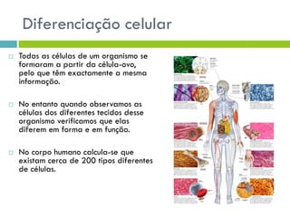 Diferenciação celular
 Todas as células de um organismo se
formaram a partir da célula-ovo,
pelo que têm exactamente a mesma
informação.
 No entanto quando observamos as
células dos diferentes tecidos desse
organismo verificamos que elas
diferem em forma e em função.
 No corpo humano calcula-se que
existam cerca de 200 tipos diferentes
de células.
 