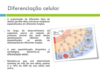 Diferenciação celular
 A organização de diferentes tipos de
células permite obter estruturas complexas
especializadas em diferentes funções.
 Ao longo do desenvolvimento do
organismo ocorre um conjunto de
processos através dos quais células
geneticamente idênticas são
especializadas no sentido de
desempenharem diferentes funções.
 A esta especialização bioquímica e
morfológica denomina-se de
diferenciação celular.
 Descobriu-se que, num determinado
momento da vida de uma célula, apenas
5 a 10% do ADN de uma célula está
activo.
 