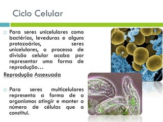 Ciclo Celular
 Para seres unicelulares como
bactérias, leveduras e alguns
protozoários, seres
unicelulares, o processo de
divisão celular acaba por
representar uma forma de
reprodução…
Reprodução Assexuada
 Para seres multicelulares
representa a forma de o
organismos atingir e manter o
número de células que o
constitui.
 