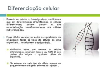 Diferenciação celular
 Durante os estudo os investigadores verificaram
que em determinadas circunstâncias, as células
diferenciadas, podem perder a sua
especialização transformando-se em células
indiferenciadas.
 Estas células recuperam assim a capacidade de
originarem todos os tipos de células de uma
organismo… readquirem a totipotência.
 Verifica-se assim que mesmos as células
diferenciadas conservam toda o seu ADN, já que
podem dar origem a qualquer célula do
organismo.
 No entanto em cada tipo de célula, apenas um
pequeno número de genes encontra-se “ligados”.
 
