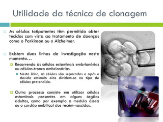Utilidade da técnica de clonagem
 As células totipotentes têm permitido obter
tecidos com vista ao tratamento de doenças
como o Parkinson ou o Alzheimer.
 Existem duas linhas de investigação neste
momento…
 Recorrendo às células estaminais embrionárias
ou células-tronco embrionárias.
 Nesta linha, as células são separadas e após o
devido estímulo elas dividem-se no tipo de
células pretendido.
 Outra processo consiste em utilizar células
estaminais presentes em alguns órgãos
adultos, como por exemplo a medula óssea
ou o cordão umbilical dos recém-nascidos.
 